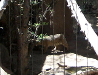 Bobcat