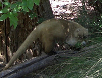 Coati