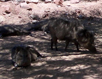 Collared Peccary