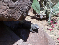 Desert Iguana