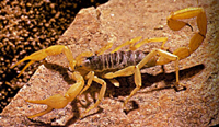 Hairy Scorpion