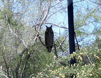 Great Horned Owl