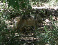 Mexican Wolf