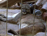 Mountain Lion