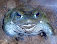 Sonoran Desert Toad