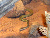 Whip Snake