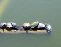 Sonoran Mud Turtle