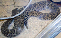 Western Diamondback